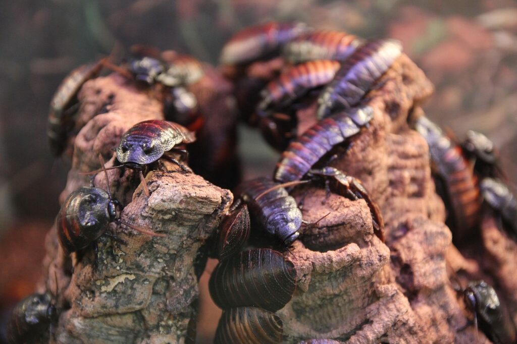 cockroaches, insects, horror-2691592.jpg